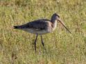 Black-tailed Godwit-9177.jpg